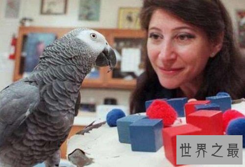 世界上最聪明的鹦鹉,双商具备不得不服!