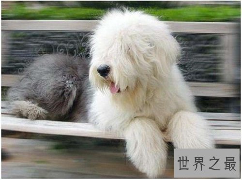 古代英国牧羊犬性格大揭秘,各位家长赶紧看过来吧!