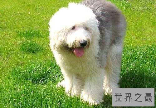 古代英国牧羊犬性格大揭秘,各位家长赶紧看过来吧!