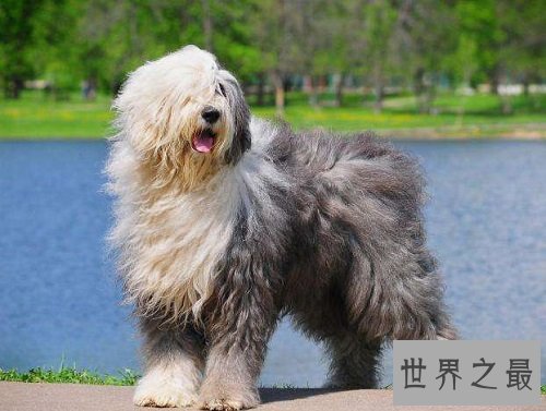 古代英国牧羊犬性格大揭秘,各位家长赶紧看过来吧!