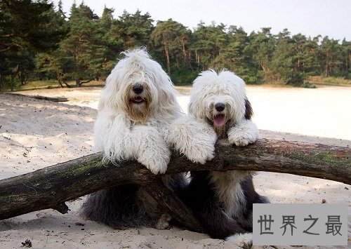 古代英国牧羊犬性格大揭秘,各位家长赶紧看过来吧!