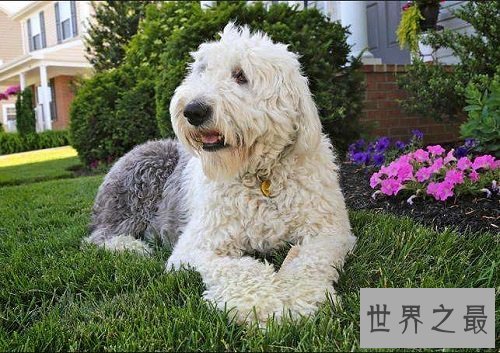 古代英国牧羊犬性格大揭秘,各位家长赶紧看过来吧!