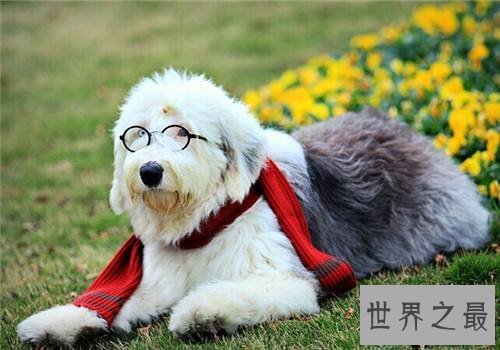 古代英国牧羊犬性格大揭秘,各位家长赶紧看过来吧!
