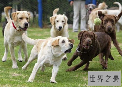 训练狗大小便好难搞?小编为你支招排忧解难!