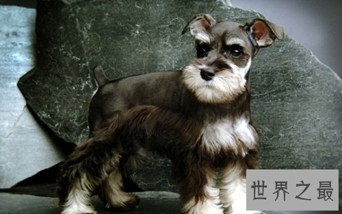 训练狗大小便好难搞?小编为你支招排忧解难!