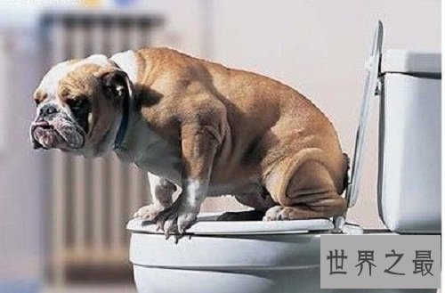 训练狗大小便好难搞?小编为你支招排忧解难!