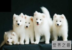 训练狗大小便好难搞？小编为你支招排忧解难！