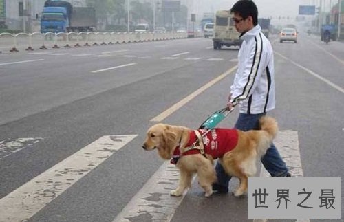 导盲犬价格如何？导盲犬价格大揭露！