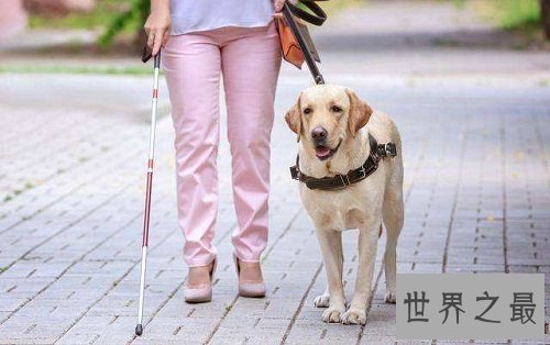 导盲犬价格如何？导盲犬价格大揭露！