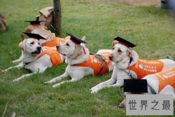 导盲犬价格如何？导盲犬价格大揭露！