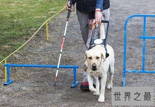 导盲犬价格如何？导盲犬价格大揭露！