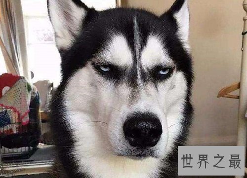 哈士奇性格大揭露，二哈本性居然是这样的？