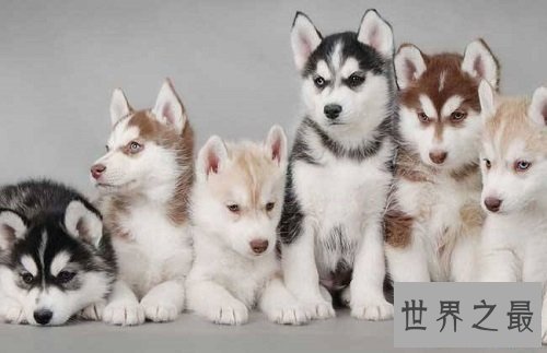 哈士奇性格大揭露，二哈本性居然是这样的？