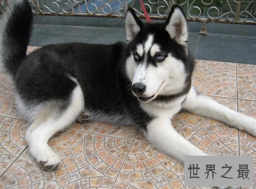 哈士奇性格大揭露，二哈本性居然是这样的？