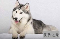 哈士奇性格大揭露，二哈本性居然是这样的？