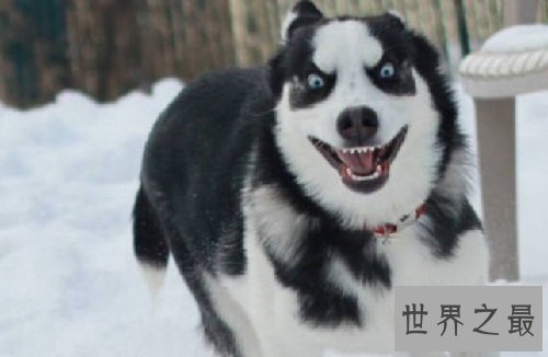 哈士奇性格大揭露，二哈本性居然是这样的？