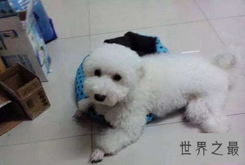 聪明的狗都有哪些?你家狗狗算聪明吗?