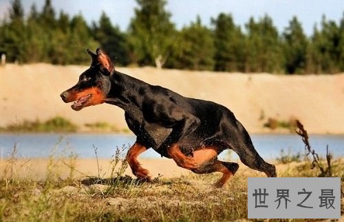 聪明的狗都有哪些?你家狗狗算聪明吗?