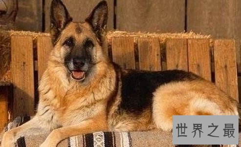 聪明的狗都有哪些?你家狗狗算聪明吗?