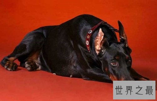 聪明的狗都有哪些?你家狗狗算聪明吗?