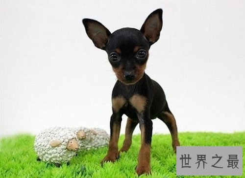 最可爱的狗都有哪些?如此呆萌好可爱!