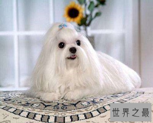 最可爱的狗都有哪些?如此呆萌好可爱!