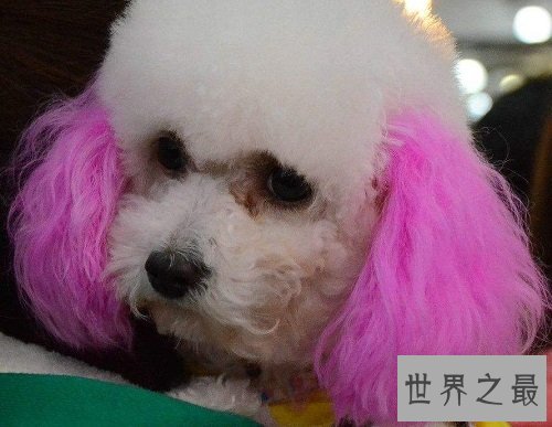 最可爱的狗都有哪些?如此呆萌好可爱!