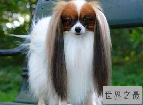 最可爱的狗都有哪些?如此呆萌好可爱!