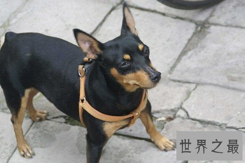 最可爱的狗都有哪些?如此呆萌好可爱!