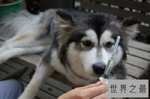 狗狗打针最强攻略，各位家长必知事项！