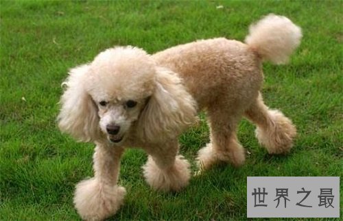 贵宾犬和泰迪的区别分不清?原因具有是这个!