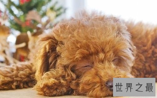 贵宾犬和泰迪的区别分不清?原因具有是这个!