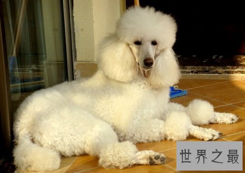 贵宾犬和泰迪的区别分不清?原因具有是这个!