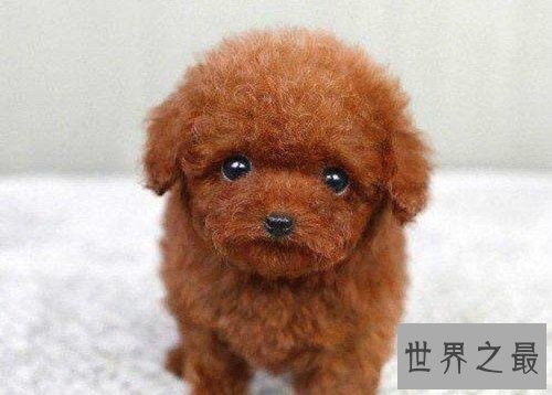 贵宾犬和泰迪的区别分不清?原因具有是这个!