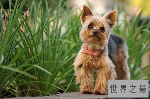 贵宾犬和泰迪的区别分不清?原因具有是这个!