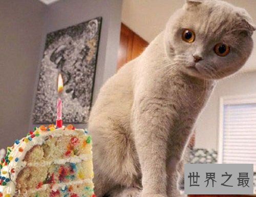 折耳猫遗传病都有哪些呢?一起来了解下吧!