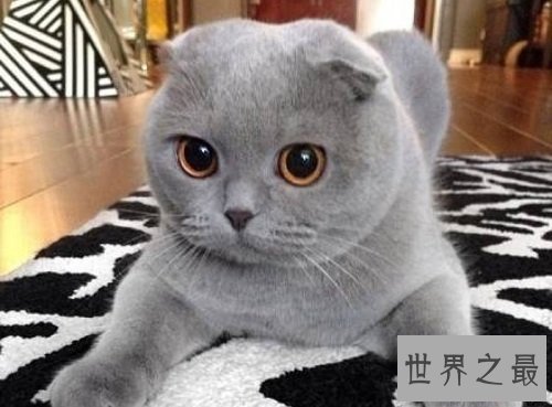 折耳猫遗传病都有哪些呢?一起来了解下吧!