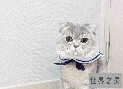 折耳猫遗传病都有哪些呢?一起来了解下吧!