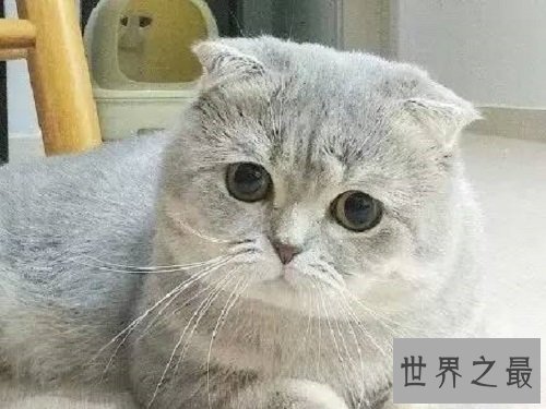 折耳猫遗传病都有哪些呢?一起来了解下吧!