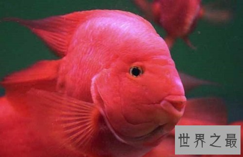 鹦鹉鱼常见病的防治攻略,各位鱼友们速速围观吧!