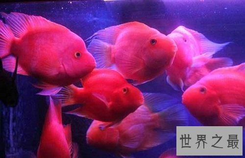 鹦鹉鱼常见病的防治攻略,各位鱼友们速速围观吧!