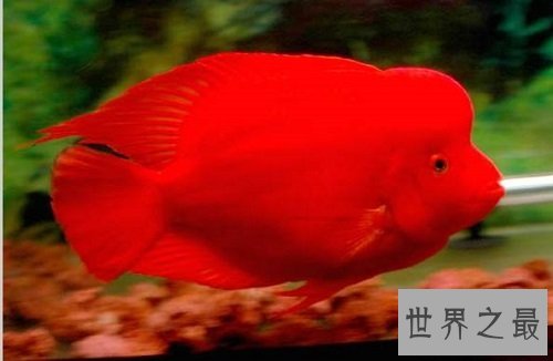 鹦鹉鱼常见病的防治攻略,各位鱼友们速速围观吧!