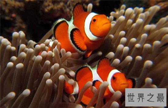 世界上最漂亮的鱼，第一名被称作会游泳的艺术品！