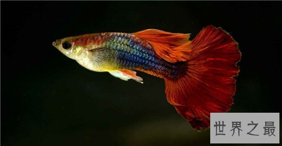 世界上最漂亮的鱼，第一名被称作会游泳的艺术品！