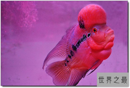世界上最漂亮的鱼，第一名被称作会游泳的艺术品！