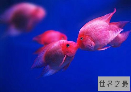 世界上最漂亮的鱼，第一名被称作会游泳的艺术品！