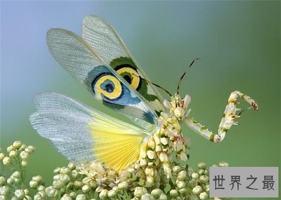 魔花螳螂外观艳丽，体型修长拥有美丽的翅膀