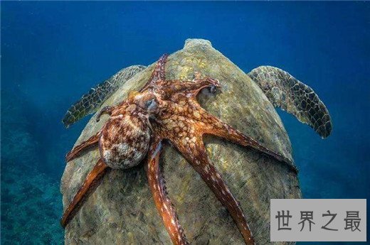 最忠诚的动物妈妈排行,章鱼为了自己的孩子宁愿饿死