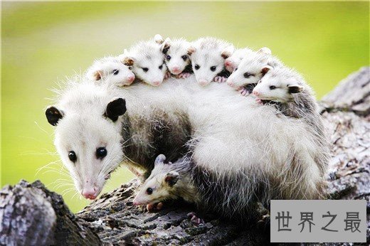 最忠诚的动物妈妈排行,章鱼为了自己的孩子宁愿饿死