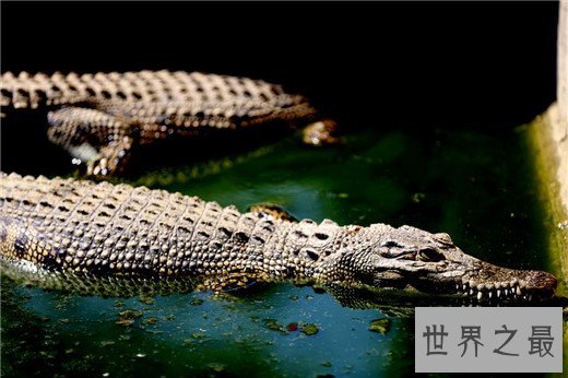 最忠诚的动物妈妈排行,章鱼为了自己的孩子宁愿饿死